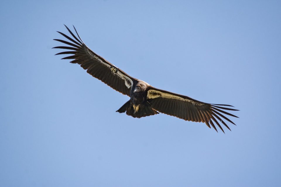 California Condor Makes Visit to Mt. Whitney and the Inyo Mountains ...